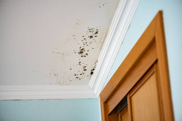 Best Residential Mold Remediation in Alto, TX