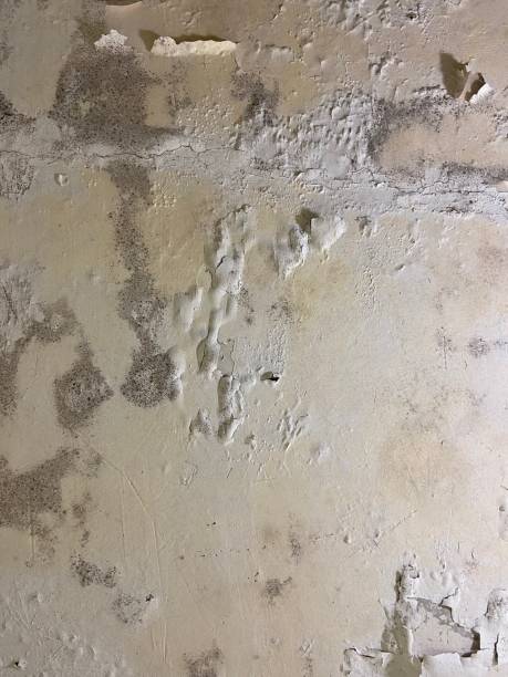 Best Health and Safety Mold Remediation in Alto, TX