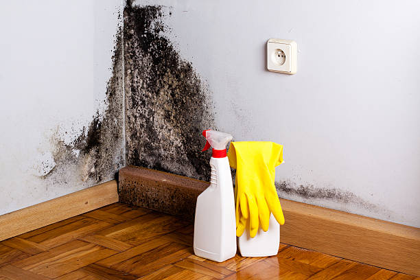 Best White Mold Remediation in Alto, TX