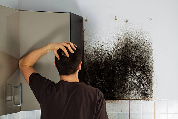Best Attic Mold Remediation in Alto, TX