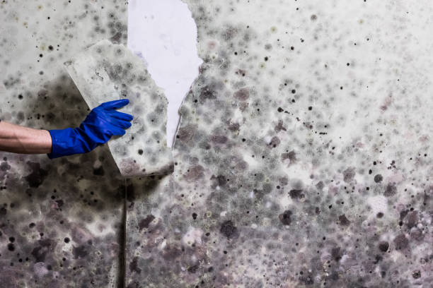 Best HVAC Mold Remediation in Alto, TX