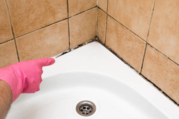 Best Basement Mold Remediation in Alto, TX